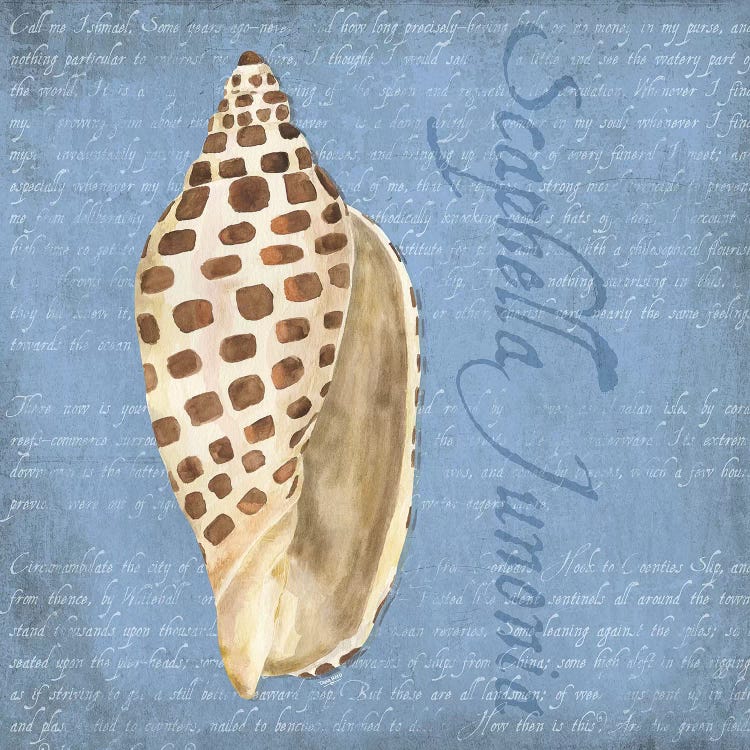 Oceanum Shells Blue II