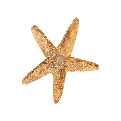 Oceanum Shells White VI-Sea Star by Tara Reed canvas print