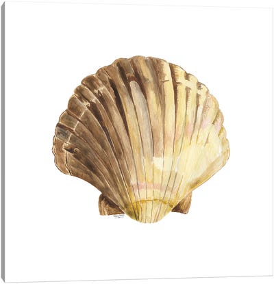 Oceanum Shells White V-Scallop Canvas Art Print - Sea Shell Art