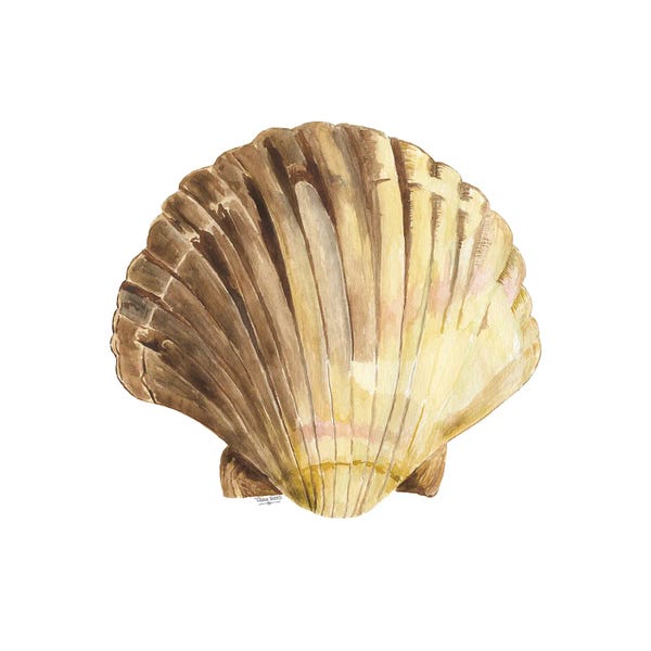Tara Reed: Oceanum Shells White V-Scallop by Tara Reed