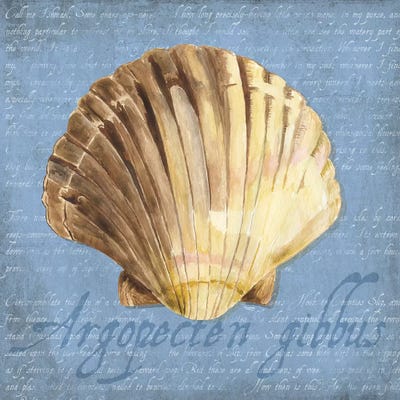 Oceanum Shells Blue V by Tara Reed metal wall art