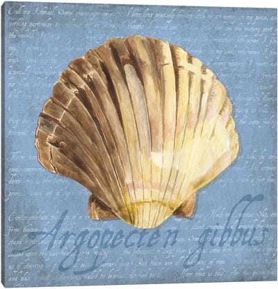 Oceanum Shells Blue V Canvas Art Print - Tara Reed
