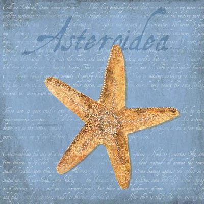 Oceanum Shells Blue VI by Tara Reed metal wall art