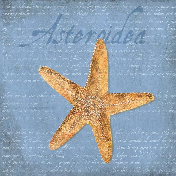 Oceanum Shells Blue VI by Tara Reed wall art