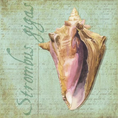 Oceanum Shells Green I by Tara Reed metal wall art