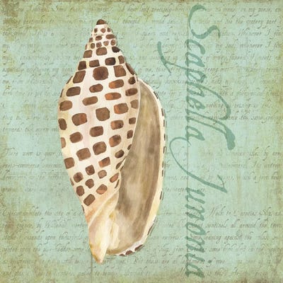 Oceanum Shells Green II by Tara Reed metal wall art
