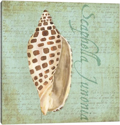 Oceanum Shells Green II Canvas Art Print - Tara Reed