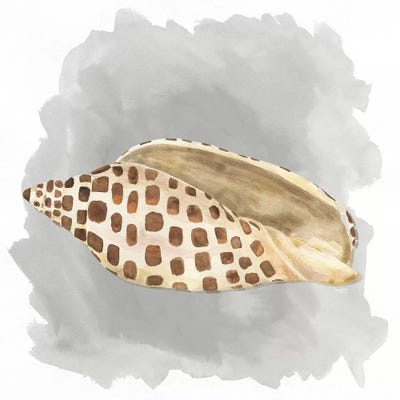 Shells On Grey I by Tara Reed metal wall art