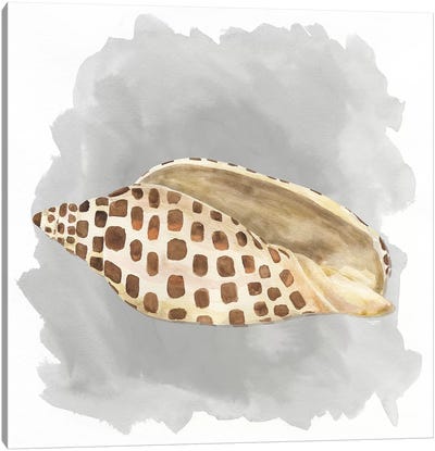 Shells On Grey I Canvas Art Print - Sea Shell Art