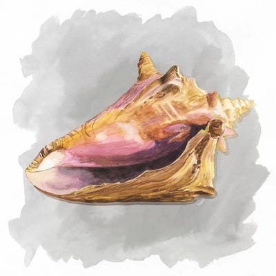 Shells On Grey II by Tara Reed metal wall art