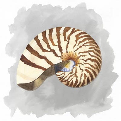 Shells On Grey III by Tara Reed canvas print