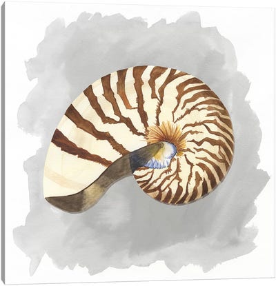 Shells On Grey III Canvas Art Print - Sea Shell Art