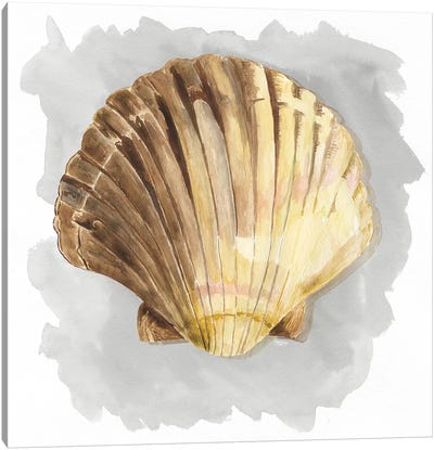 Shells On Grey V Canvas Art Print - Tara Reed