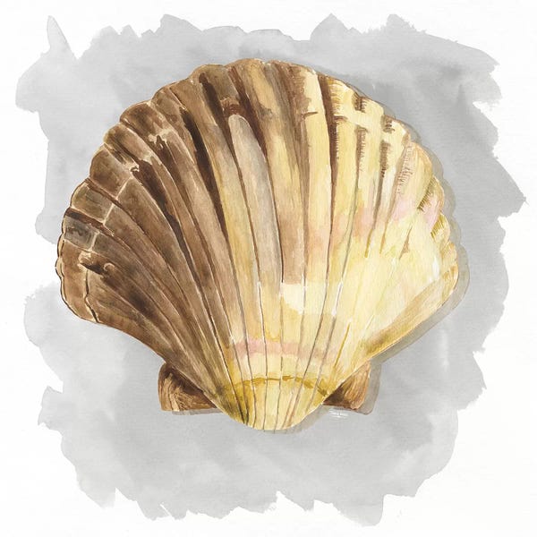 Sea Shells: Shells On Grey V by Tara Reed
