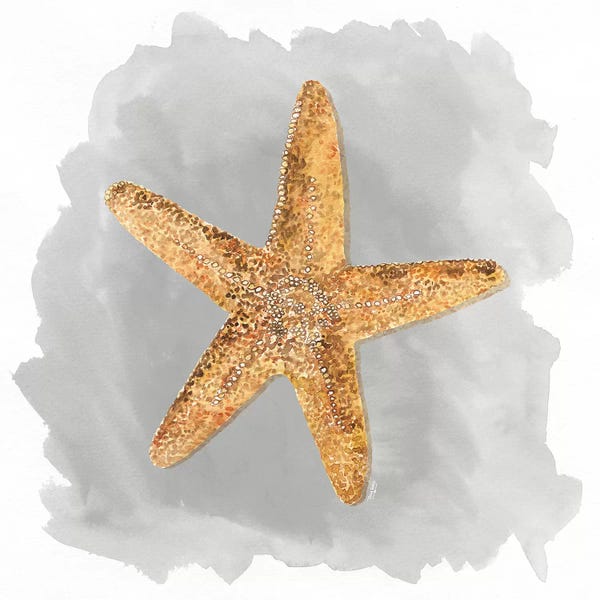 Starfish: Shells On Grey VI by Tara Reed