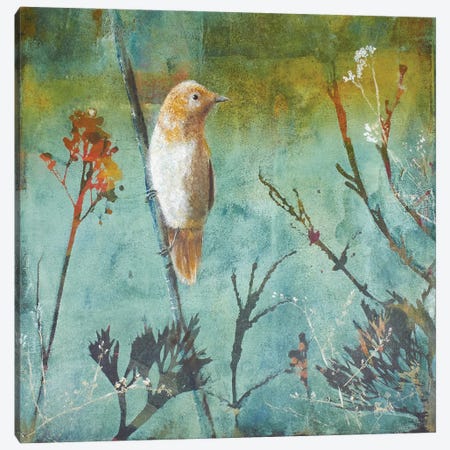 Australian Reed Warbler Canvas Print #TRI2} by Trudy Rice Canvas Art