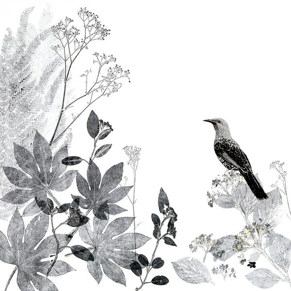 Black & White Florals: Thoughtful Wattlebird by Trudy Rice