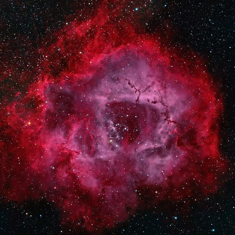 The Rosette Nebula by Michael Miller wall art