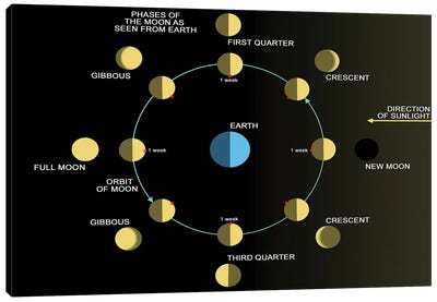A Diagram Showing The Phases Of The Earth's Moon Canvas Art Print