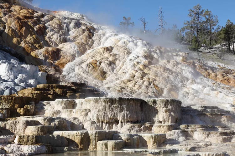 Palette Spring And Travertine Sinter Terraces Mammoth Hot Springs, Yellowstone National Park