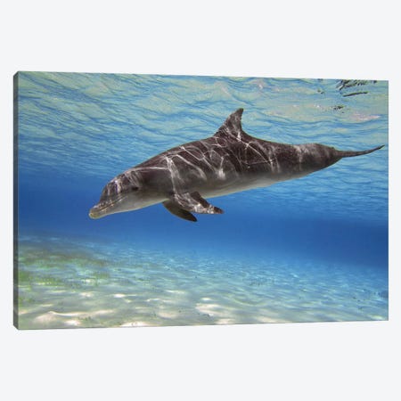 A Bottlenose Dolphin Swimming In The Barrier Reef, Grand Cayman Canvas Print #TRK1954} by Amanda Nicholls Art Print