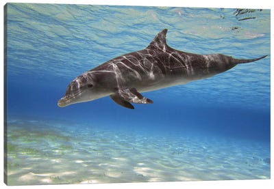 A Bottlenose Dolphin Swimming In The Barrier Reef, Grand Cayman Canvas Art Print - Cayman Islands