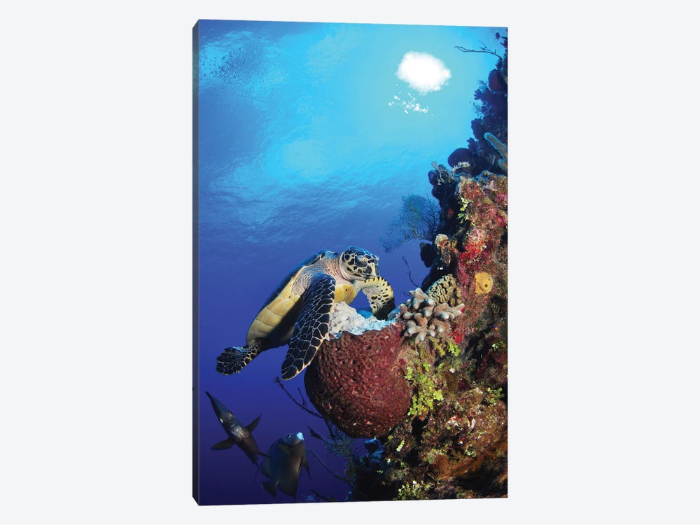 Hawksbill Sea Turtle And Gray Angelfish By Coral Reef by Amanda Nicholls 1-piece Canvas Print