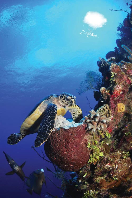 Hawksbill Sea Turtle And Gray Angelfish By Coral Reef