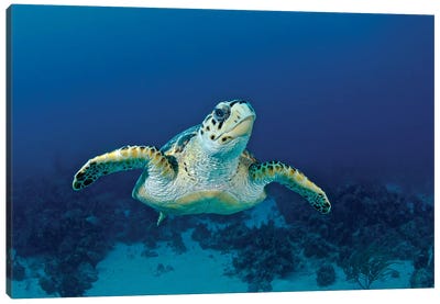 Hawksbill Sea Turtle, Nassau, The Bahamas Canvas Art Print - Wildlife Conservation Art