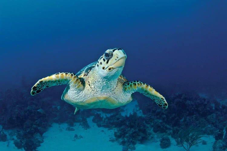 Hawksbill Sea Turtle, Nassau, The Bahamas