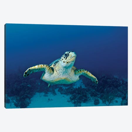 Hawksbill Sea Turtle, Nassau, The Bahamas Canvas Print #TRK1958} by Amanda Nicholls Canvas Wall Art