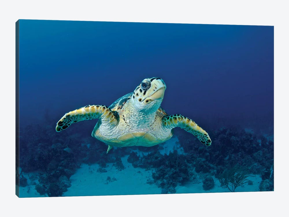 Hawksbill Sea Turtle, Nassau, The Bahamas by Amanda Nicholls 1-piece Canvas Art