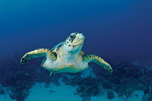 Bahamas: Hawksbill Sea Turtle, Nassau, The Bahamas by Amanda Nicholls