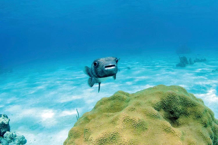 Pufferfish Swimming By Star Coral, Nassau, The Bahamas