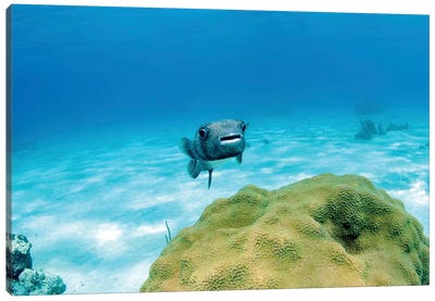 Pufferfish Swimming By Star Coral, Nassau, The Bahamas Canvas Art Print