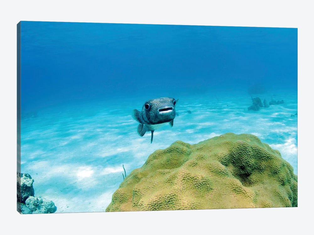 Pufferfish Swimming By Star Coral, Nassau, The Bahamas by Amanda Nicholls 1-piece Canvas Art Print