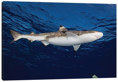 Blacktip Reef Shark, Yap, Micronesia I Canvas Art Print