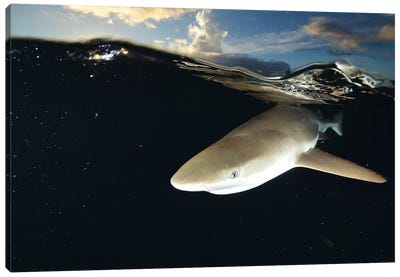 Blacktip Reef Shark, Yap, Micronesia II Canvas Art Print