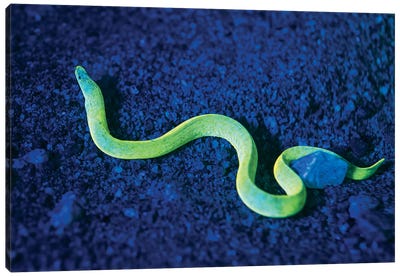 Eel With Fluorescence Light And Filters In The Philippines Canvas Art Print