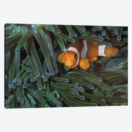 False Clownfish In An Anemone In North Sulawesi, Indonesia Canvas Print #TRK1968} by Brandi Mueller Canvas Print