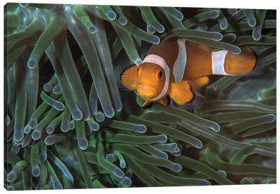 False Clownfish In An Anemone In North Sulawesi, Indonesia Canvas Art Print