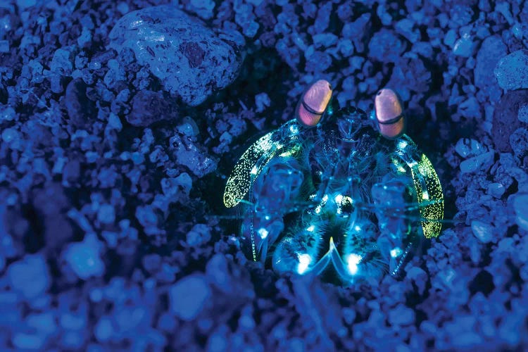 Mantis Shrimp With Fluorescence Light And Filters In The Philippines