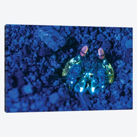 Mantis Shrimp With Fluorescence Light And Filters In The Philippines Canvas Print #TRK1970} by Brandi Mueller Canvas Art