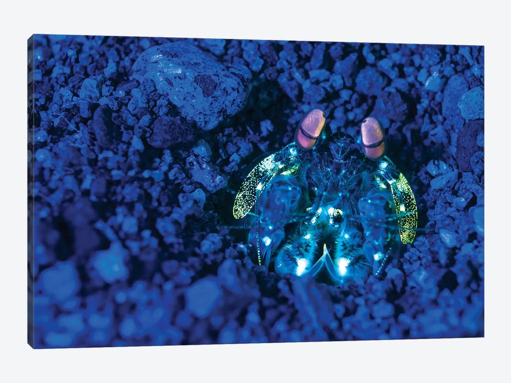Mantis Shrimp With Fluorescence Light And Filters In The Philippines by Brandi Mueller 1-piece Canvas Wall Art