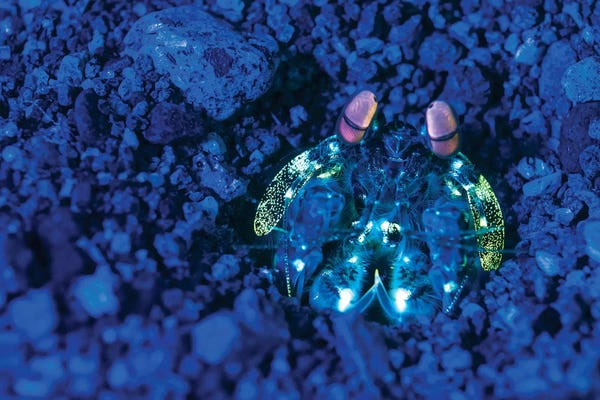 Shrimp: Mantis Shrimp With Fluorescence Light And Filters In The Philippines by Brandi Mueller