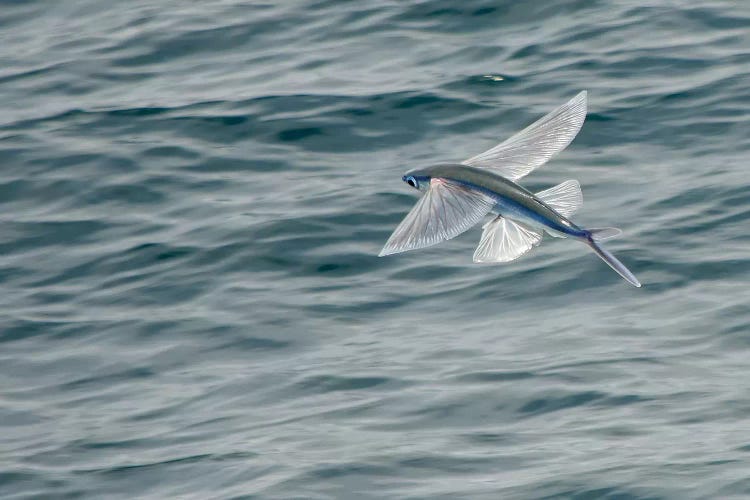 A Flying Fish Skims Over The Surface At Guadalupe Island, Mexico