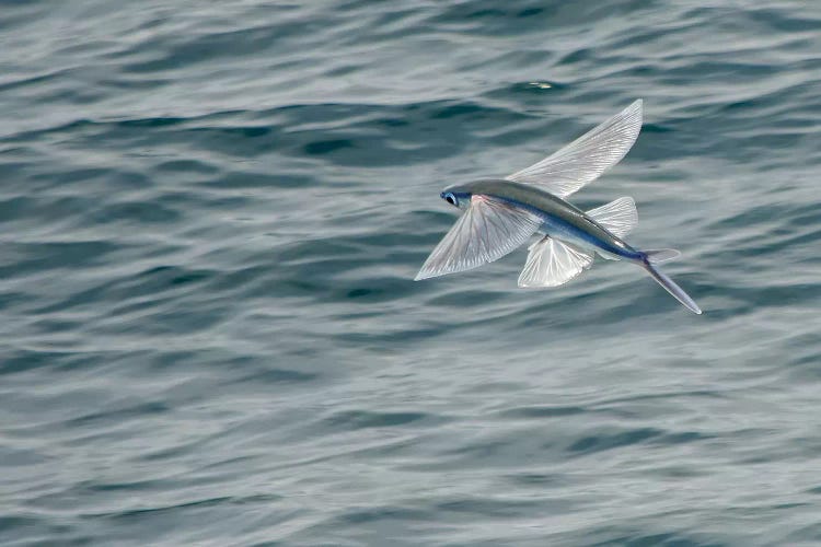 A Flying Fish Skims Over The Surface At Guadalupe Island, Mexico by Brent Barnes wall art