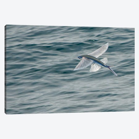 A Flying Fish Skims Over The Surface At Guadalupe Island, Mexico Canvas Print #TRK1973} by Brent Barnes Canvas Wall Art