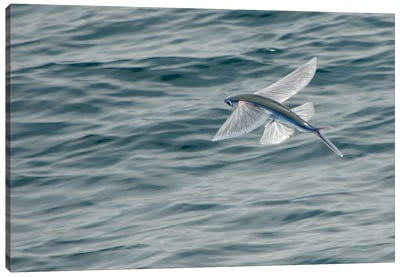 A Flying Fish Skims Over The Surface At Guadalupe Island, Mexico Canvas Art Print