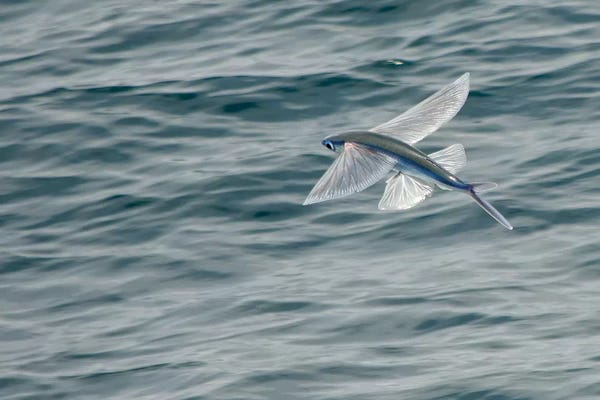Angelfish: A Flying Fish Skims Over The Surface At Guadalupe Island, Mexico by Brent Barnes